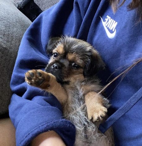 In the month of August 2020, we welcomed our pride and joy, Rosie. Rosie is a pug and a Yorkie mix.